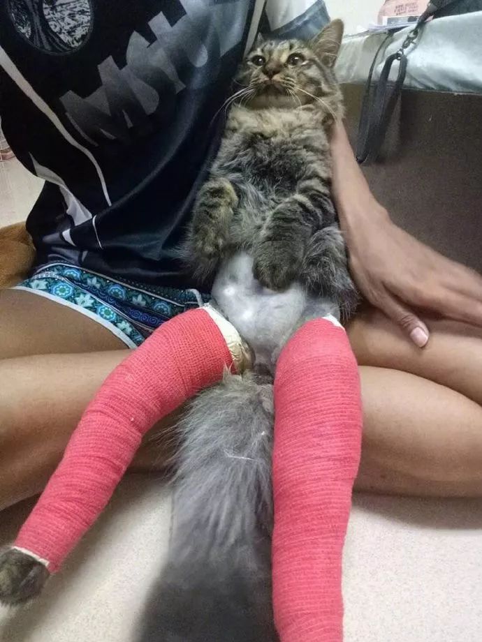 網友家的貓腿受傷了，醫生卻給它這樣包紮，哈哈，笑屎了... 寵物 第3張
