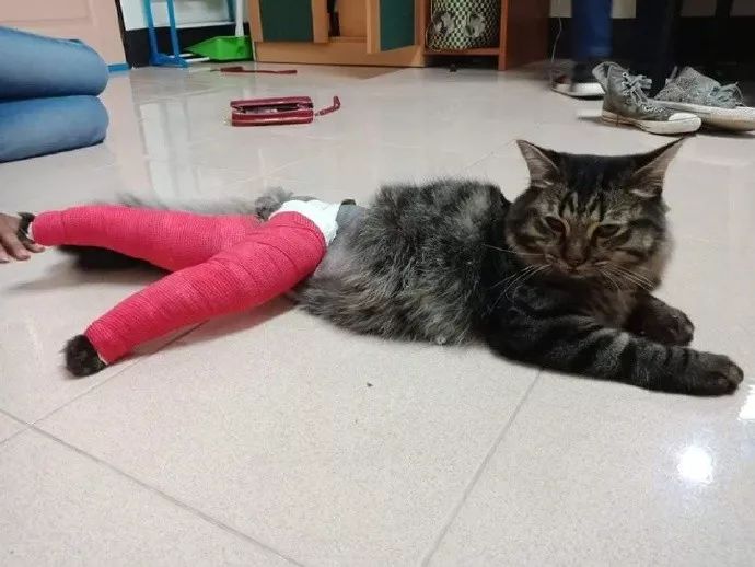 網友家的貓腿受傷了，醫生卻給它這樣包紮，哈哈，笑屎了... 寵物 第6張