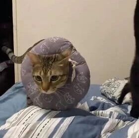 半夜听到门把手有动静，开灯后，冲进来两只小可爱，差点气死！