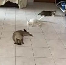 给家里的猫们开了一罐猫薄荷后，都直接在地上滚起来了！