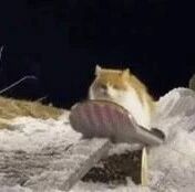 主人在教猫怎么滑雪，猫也很配合，就是这表情！