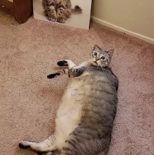 这只猫凭自己本事吃到了25斤，却因为遇到了一个女人，开始...