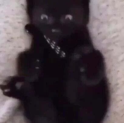 小黑猫在清理脚时，突然发现自己是4只脚后，这小表情亮了！