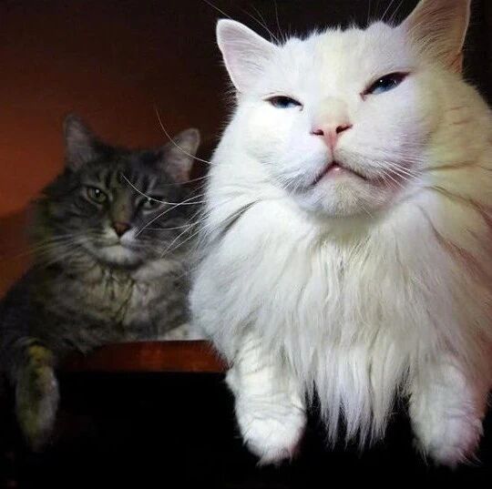 在街边遇到一只白色流浪猫，看起来很脏，带回去养一年后！