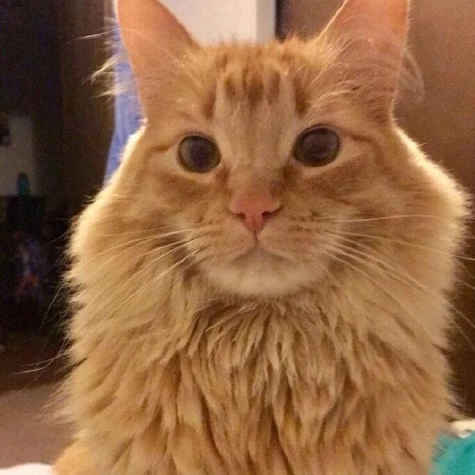 猫平时看起来有点严肃，当要拍证件照时，主人叫它笑一下后！