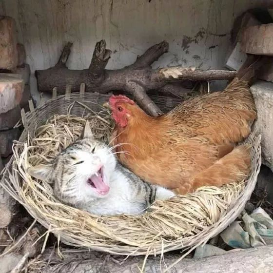 這貓霸占了母雞的窩，還有一顆蛋，當母雞要躺下後，它還特別兇... 未分類 第5張