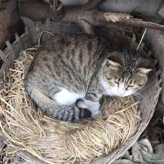 這貓霸占了母雞的窩，還有一顆蛋，當母雞要躺下後，它還特別兇... 未分類 第3張