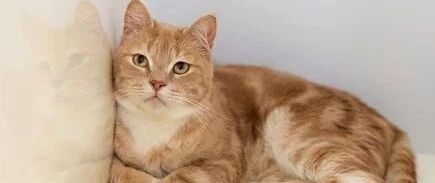 铲屎官常拿逗猫棒逗猫，狗就在边上看，终有一天狗子成精了!网友:可怜的猫啊,人逗完了狗又逗!