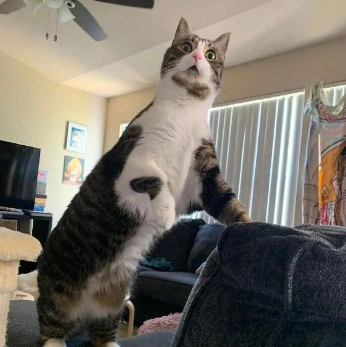 有人在门外吵架，家里的猫的反应……太搞笑了哈哈哈