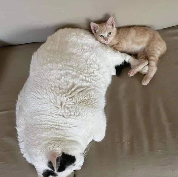 新来的小猫没有受到大猫的排斥，反而护着，一看就很有安全感！