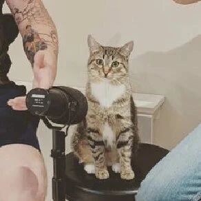 和朋友准备播音，猫直接坐在嘉宾位上，朋友就跟它开了个玩笑！