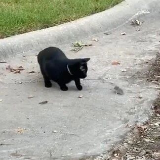 猫抓到一只老鼠，就动一爪，老鼠就一直转圈，这是什么操作！