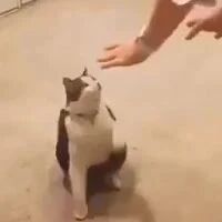 主人只要向猫张开双手，猫就会很配合的举高高，好可爱啊！