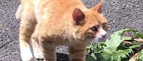 烂到家的球队，当大橘加入后，居然一路高歌猛进打进决赛！网友：国足需要大橘！