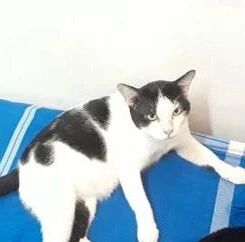 把鱼干拿到屋顶晒，却发现猫在上面睡觉，这鱼干有点危险啊！