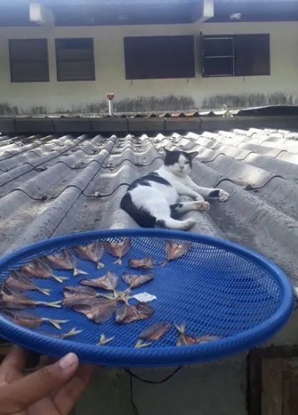 把魚幹拿到屋頂曬，卻發現貓在上面睡覺，這魚幹有點危險啊！ 寵物 第2張