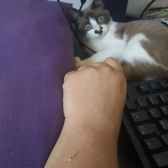 跟猫玩后发现手上有个白色东西，一看是猫的牙，猫看后也惊了！