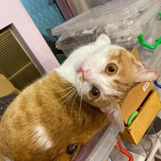 路边流浪猫可怜巴巴求收编，带回家后傻眼：你谁？