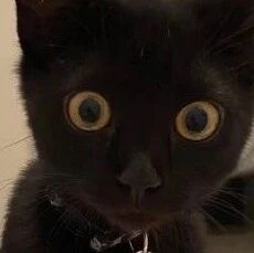 看到主人在洗澡，猫就会露出这种表情，太可爱了！