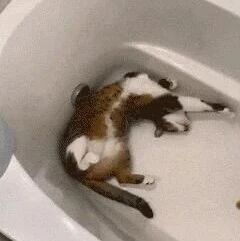 准备洗澡时，看到浴缸都已经被猫们霸占了，这是成猫窝了吧！