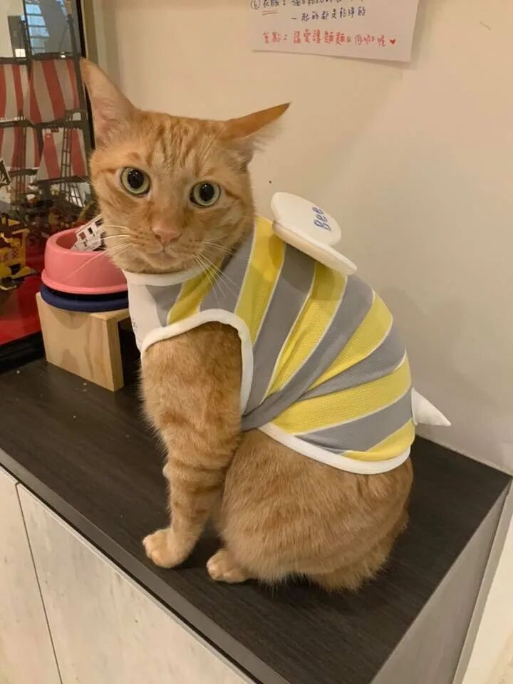给橘猫穿上衣服后 拍侧面时眉清目秀的 一拍正面大家都想笑 大爱猫咪控 微信公众号文章阅读 Wemp
