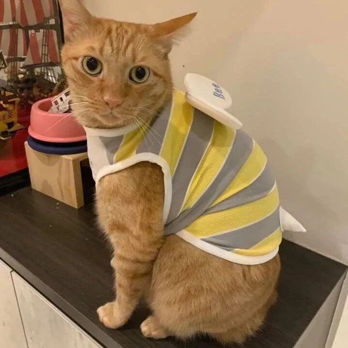 一只成了精的雪橇犬，跟主人撒娇的举动，太萌了！