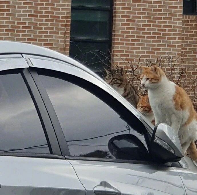 想取车时发现两猫坐车头上，气势凶凶的盯着里面看，好怕怕！