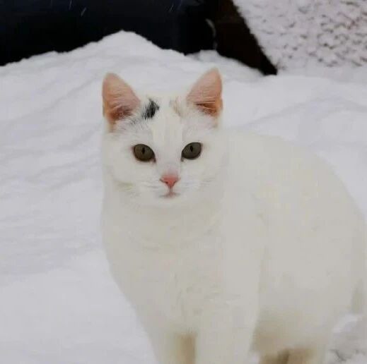 邻居打电话说门口看见一只白狐，结果回家一看，是自家的白猫！