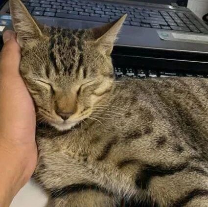 电脑被猫不知怎么弄的，就成这样了，网友发文求教！