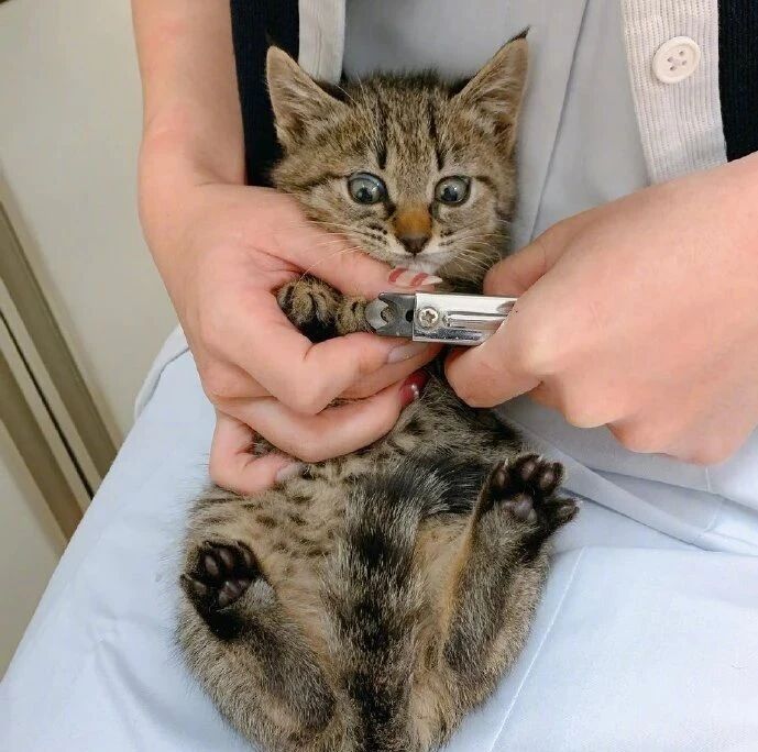 第一次剪指甲的小猫，一脸懵懵的，这小表情亮了！