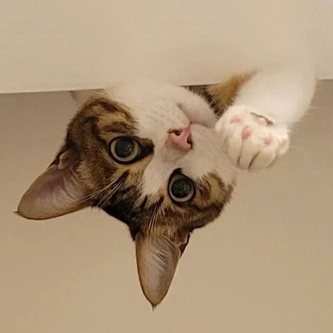 洗澡时老觉得头上好像有东西在看着自己，抬头发现一猫头！