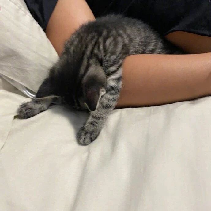 刚抱回来的小猫，一进家门就这样睡着了，这是有多累！