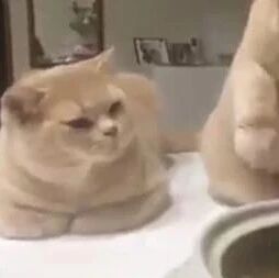推主在吃饭时，两只猫在边上看，其中一只还疯狂试探，笑屎！