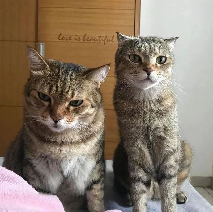 网友家的猫一只脸大一只脸小，脸小的还特别喜欢跟脸大的拍照！