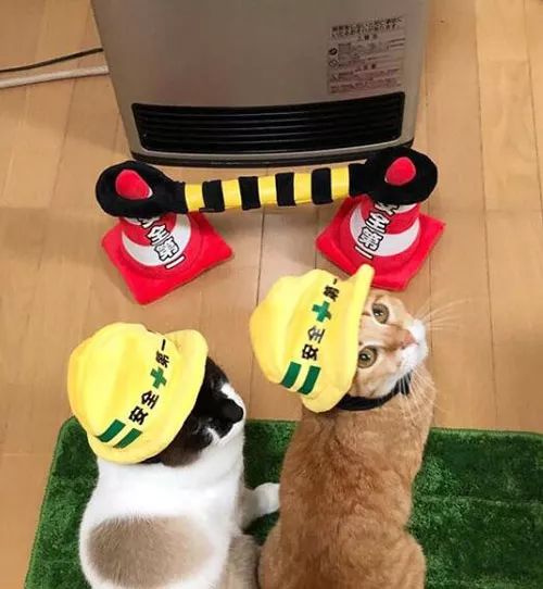推主为了不让猫们取暖时太靠近暖炉，想了这么个办法，笑屎...