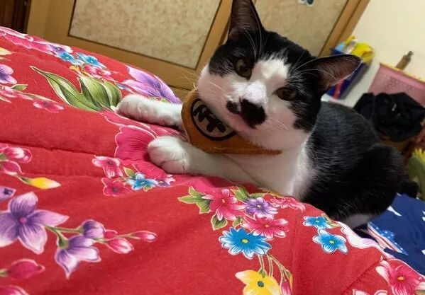 【宠物】老年痴呆的奶奶，把橘猫喂到32斤：这就是爱，我忘了你，但要让你吃饱饱（组图） - 16