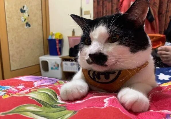 【宠物】老年痴呆的奶奶，把橘猫喂到32斤：这就是爱，我忘了你，但要让你吃饱饱（组图） - 15