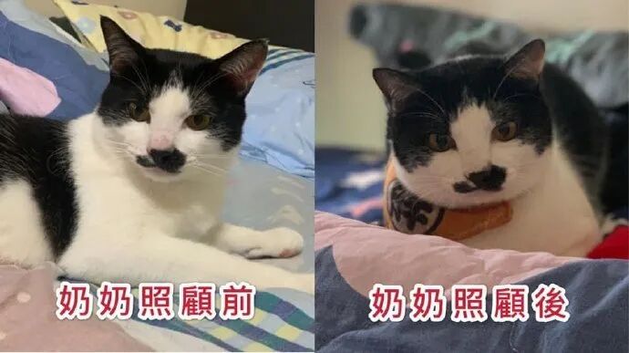 【宠物】老年痴呆的奶奶，把橘猫喂到32斤：这就是爱，我忘了你，但要让你吃饱饱（组图） - 14