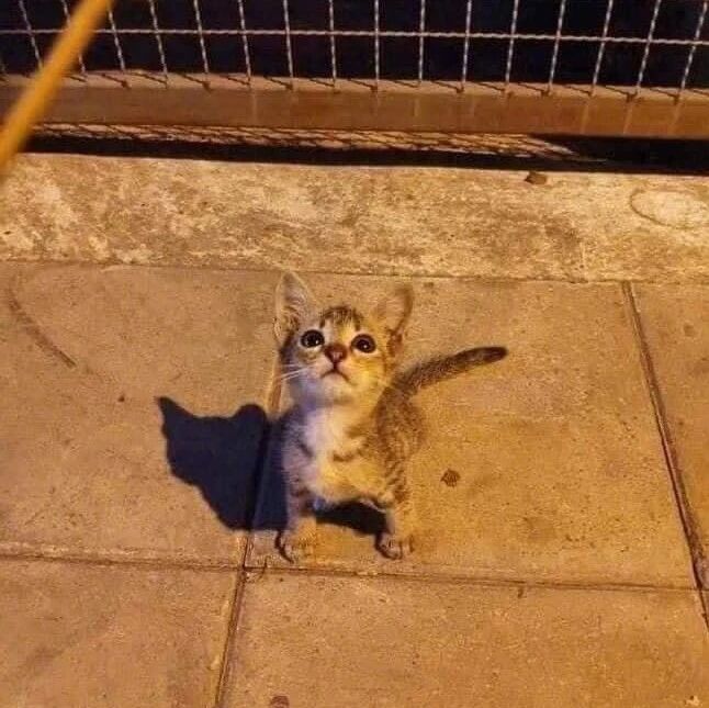 在外面遇到这只小猫，网友表示，跟它玩越久就越想带它回家！