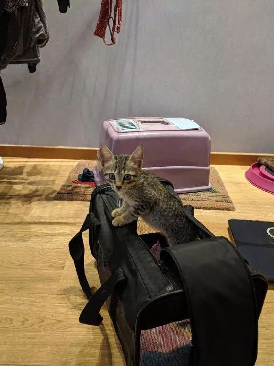 網友上班時，在工地上發現一隻小奶貓後無心工作，直接帶了回家！ 寵物 第4張