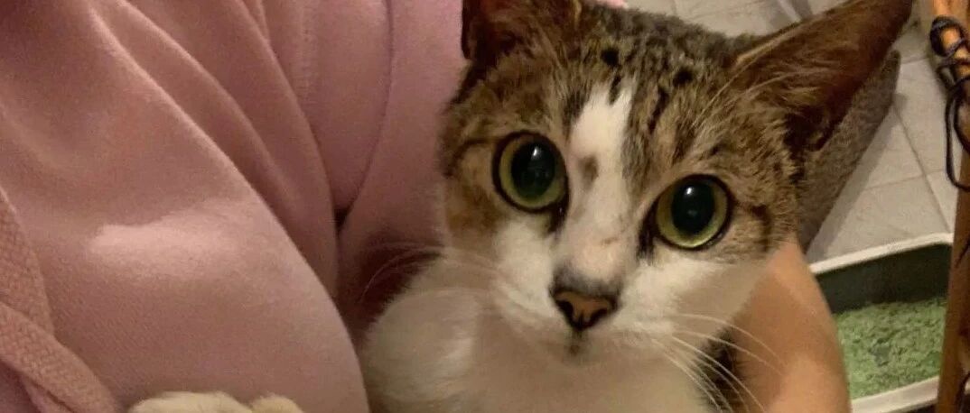 让老妈帮忙买个猫砂铲，结果她却带回来这个！