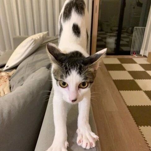 两猫只要一打架，这猫就会用剪刀脚把对方制服，每次都管用！