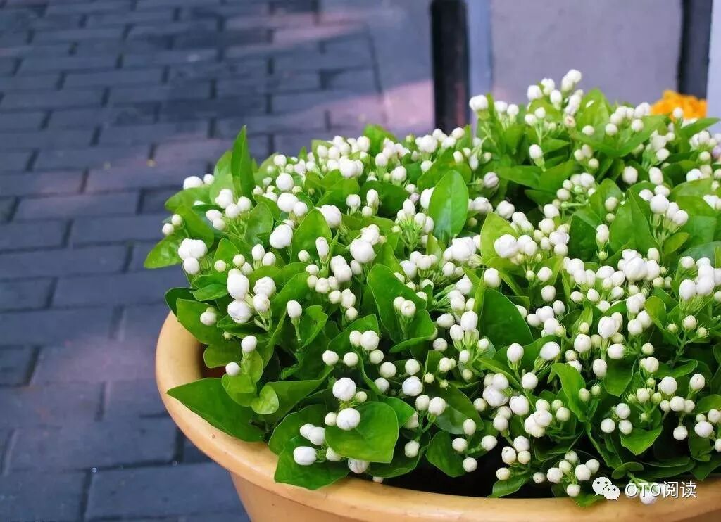 丁丽梅花向美人头上开