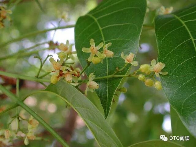 我越来越感到奇怪. 更奇怪的是,桃花心木苗有时莫名其妙地