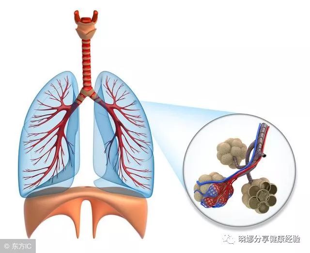 养肺方法 日常远离3气 多喝2种水 常敲背部 补肺气 肺慢慢好 晓娜分享健康经验 微信公众号文章阅读 Wemp