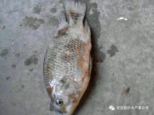 1,淡水養殖魚類:易發生車輪蟲病,斜管蟲病,小瓜蟲病,水黴病等,重點