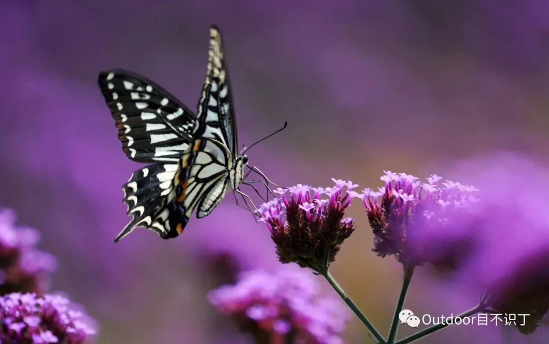 蝶舞花间 Outdoor目不识丁 微信公众号文章阅读 Wemp
