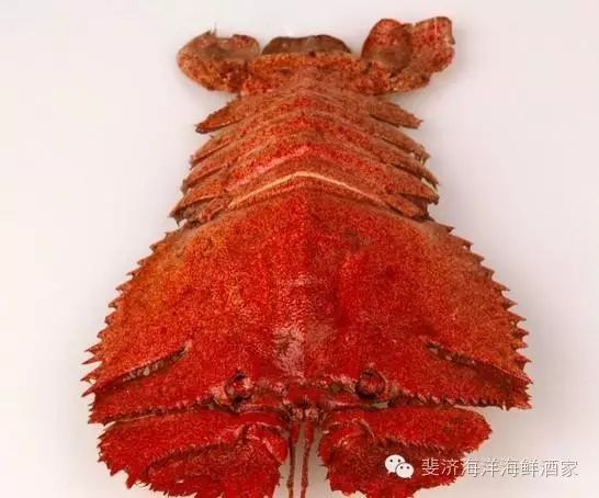 九齿扇虾,俗名:琵琶虾,通常栖息在37至400米水深之沙泥底质的大陆棚