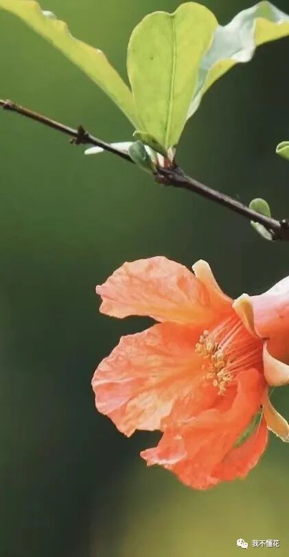 石榴花的花语是什么，代表着一切寓意吉祥的话语