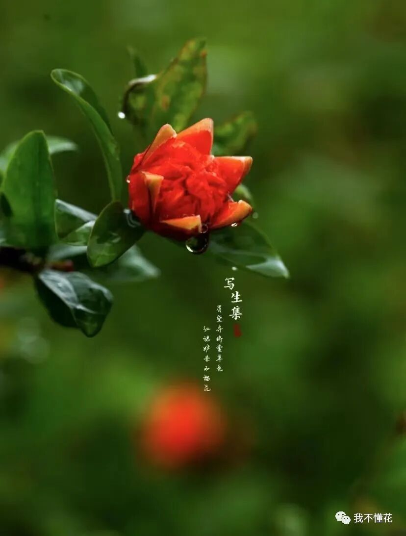 石榴花的花语是什么，代表着一切寓意吉祥的话语